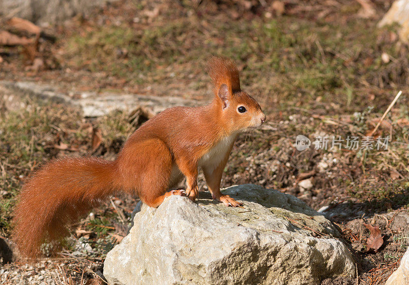 欧亚红松鼠(Sciurus vulgaris)